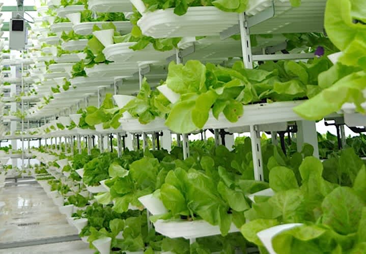 & ever CEO says Indoor Vertical Farm will produce 1.5 tons of merchandise 1 & ever CEO says Indoor Vertical Farm will produce 1.5 tons of products