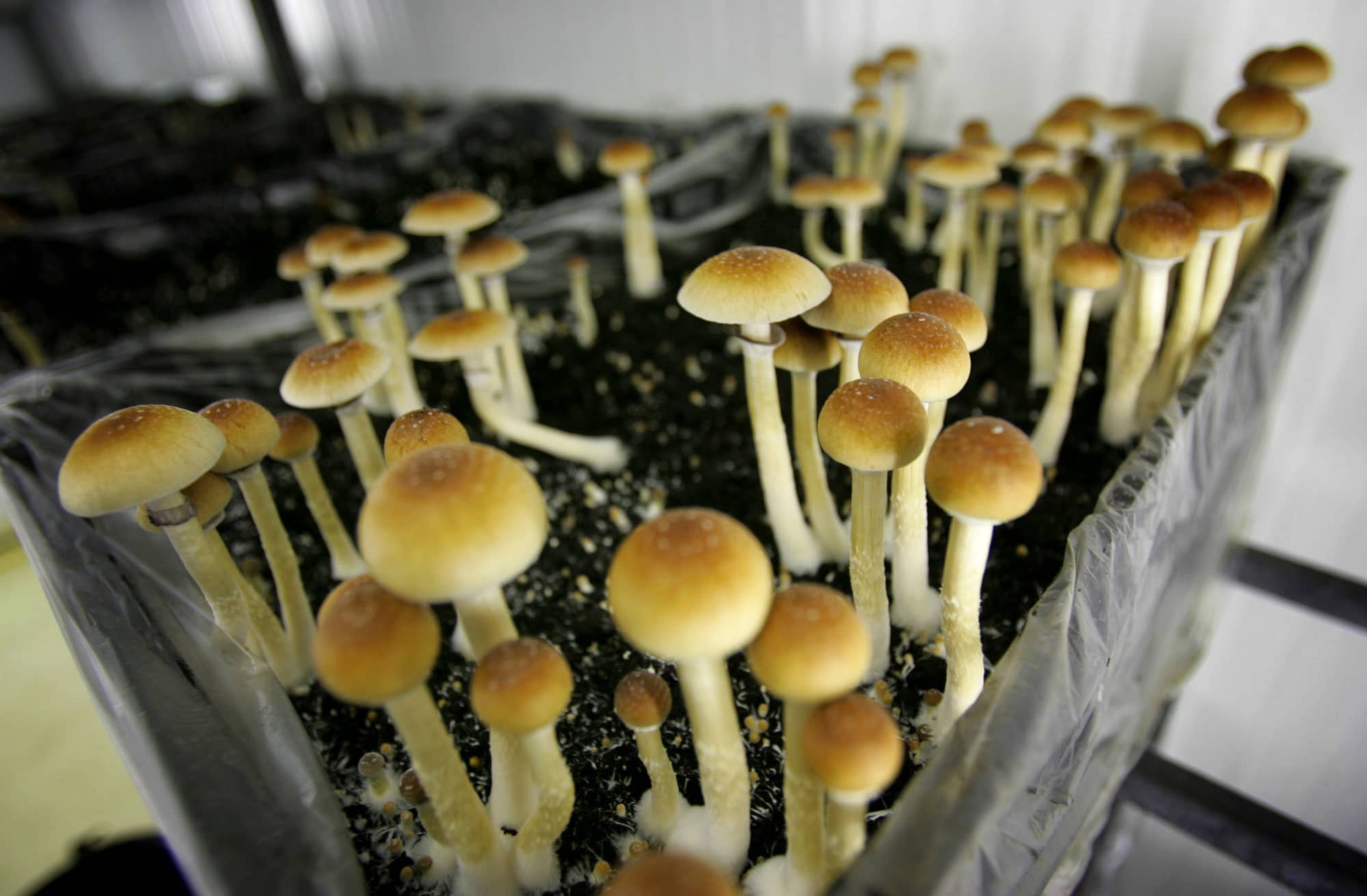 Psychedelic drug boom in mental health treatment nears reality