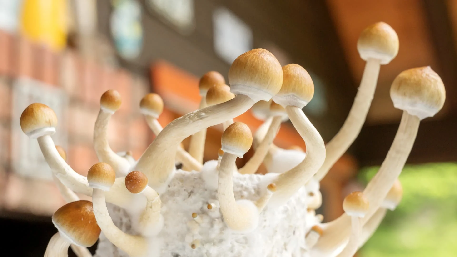 The magic mushroom compound psilocybin may help treat depression, a study has found