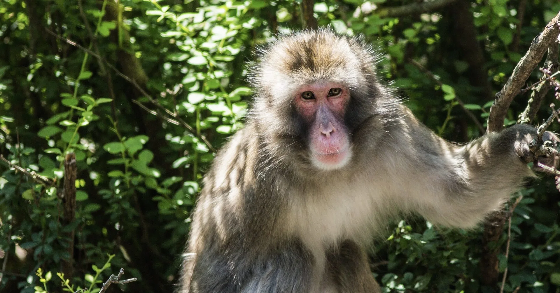 Monkey killed after tearing woman's ear like "a piece of paper".