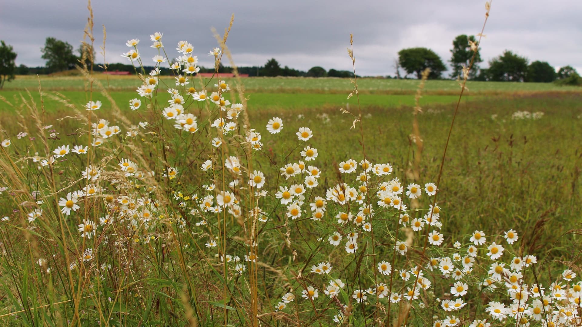 Götene, Sweden is promoting land at simply 9 US cents per 10 sq. toes 10 Götene, Sweden is selling land at just 9 US cents per 10 square feet